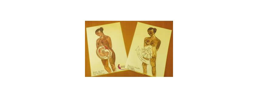De nouvelles planches anatomiques sur la grossesse à disposition des professionnels